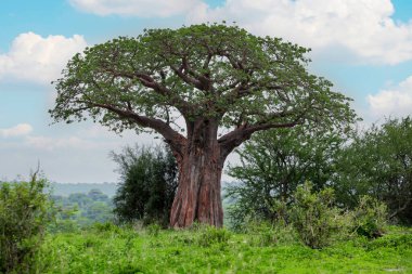 beautiful beautiful traditional african landscape with big baobab.