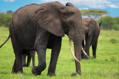 Herd of Elephants in Africa walking in Tarangire National Park in their natural environment, Tanzania