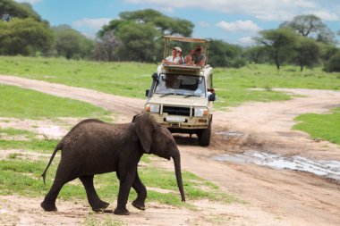 Herd of Elephants in Africa walking in Tarangire National Park in their natural environment, Tanzania