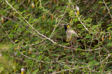 The Wattled starling. (Creatophora cinerea).