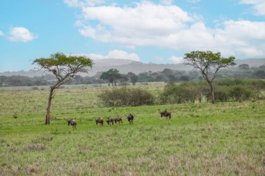 Blue wildebeest or white-bearded gnu (Connochaetes taurinus) in the Tarangire National Park, Tanzania.