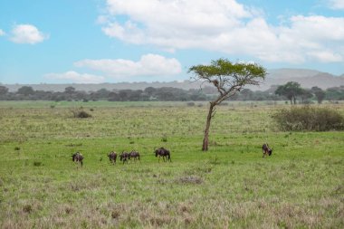 Blue wildebeest or white-bearded gnu (Connochaetes taurinus) in the Tarangire National Park, Tanzania