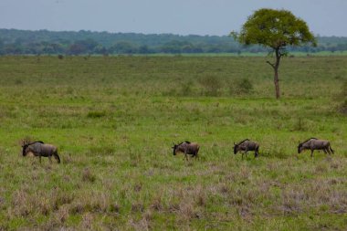 Blue wildebeest or white-bearded gnu (Connochaetes taurinus) in the Tarangire National Park, Tanzania