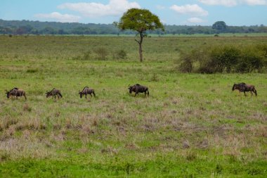 Blue wildebeest or white-bearded gnu (Connochaetes taurinus) in the Tarangire National Park, Tanzania
