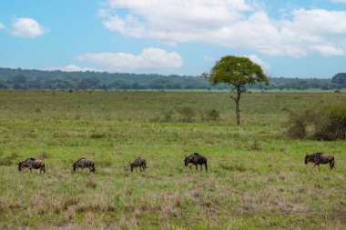 Blue wildebeest or white-bearded gnu (Connochaetes taurinus) in the Tarangire National Park, Tanzania