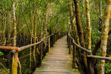 yeşil yaprakları ve tatlı su yaz güneşli gün büyüyen uzun kökleri ile mangrov ağaçları  