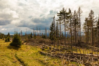 Güneşli bir günde, kozalaklı bir ormanda kurumuş ve kesilmiş ağaçlar ve bulutlu bir gökyüzü.