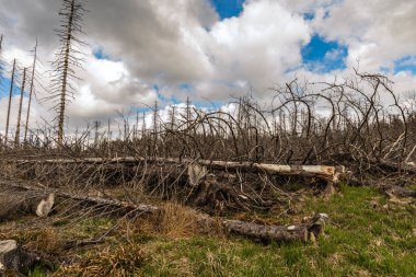 Güneşli bir günde, kozalaklı bir ormanda kurumuş ve kesilmiş ağaçlar ve bulutlu bir gökyüzü.