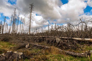 Güneşli bir günde, kozalaklı bir ormanda kurumuş ve kesilmiş ağaçlar ve bulutlu bir gökyüzü.