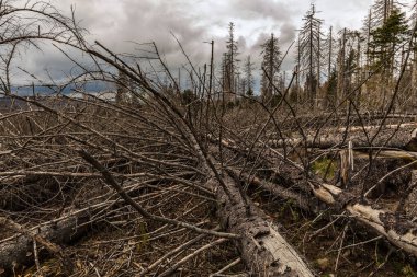 Güneşli bir günde, kozalaklı bir ormanda kurumuş ve kesilmiş ağaçlar ve bulutlu bir gökyüzü.