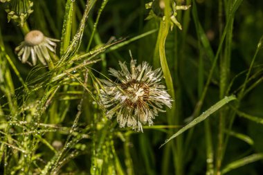 yaz aylarında güneşli bir günde sabah taze yeşil grassealy üzerinde köpüklü çiğ gerçek yağmur damlaları 