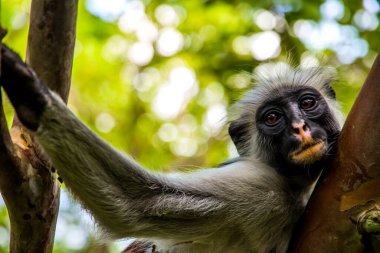 Vahşi maymun Zanzibar 'da Afrika ormanının vahşi doğasında bir ağaca oturur ve kameraya bakar. Yakın çekim.. 
