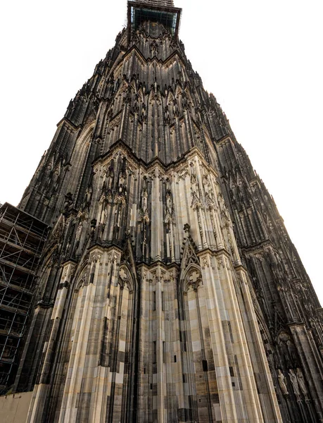 Кельн Німеччина Лютого 2019 Вид Кельнського Собору Дерева Листя Незвичайного — стокове фото