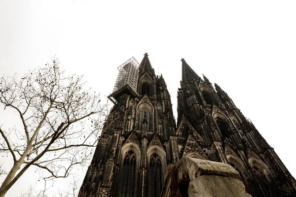 Köln Almanya Şubat 2019 Köln Katedrali Kışın Yaprakları Olmayan Ağaç — Stok fotoğraf