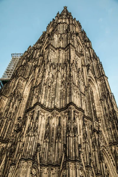 Кельн Німеччина Лютого 2019 Вид Кельнського Собору Дерева Листя Незвичайного — стокове фото