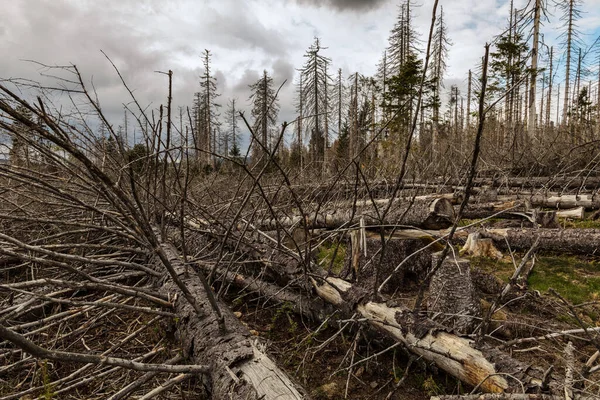 Высушенные Вырубленные Деревья Хвойном Лесу Ранней Весной Солнечный День Облачное — стоковое фото