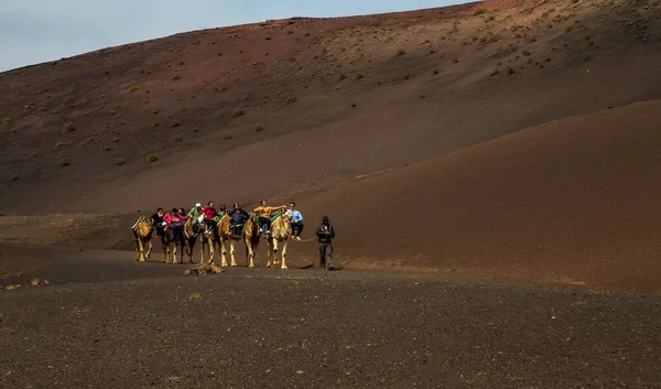 stock image  Lanzarote,Spain,March 7, 2016. A caravan of camels of packs with riders and a driver goes on a desert in the afternoon in good sunny weather