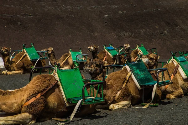 Caravana Smal Camellos Descansando Desierto Sobre Arena Arqueada Día Soleado —  Fotos de Stock