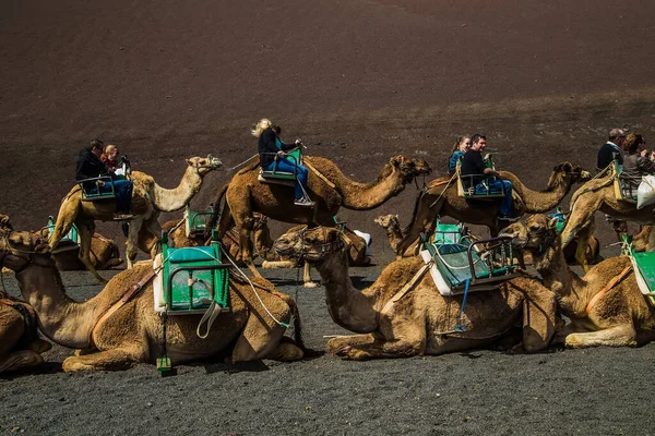 Lanzarote Espanha Março 2016 Uma Caravana Camelos Mochilas Com Cavaleiros — Fotografia de Stock