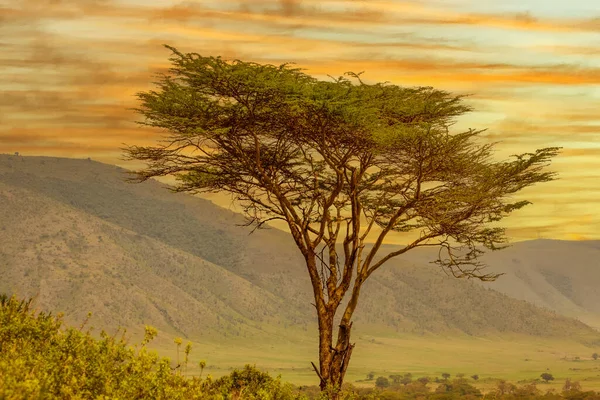 Красивый Африканский Пейзаж Восходе Солнца Деревьями Горами Национальном Парке Нгоронгоро — стоковое фото