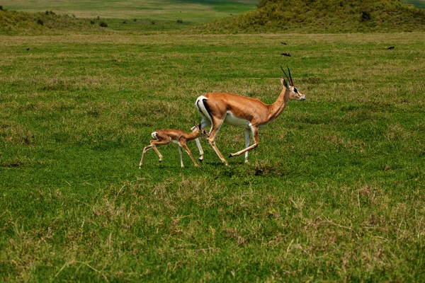 Grant Gazelle Vrouwtje Met Pasgeboren Baby Het Weitje Natuur Habitat — Stockfoto