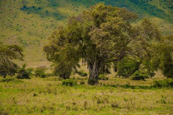 坦桑尼亚美丽的非洲风景 国家公园里有树木和山脉 — 图库照片