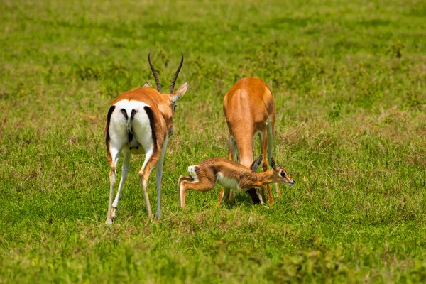 Gazela Grant Fêmea Com Bebê Recém Nascido Prado Habitat Natureza — Fotografia de Stock