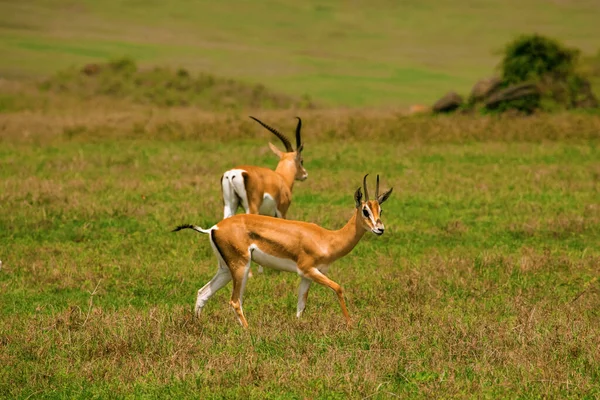 Gazelle Grant Mâle Buck Prairie Dans Nature — Photo