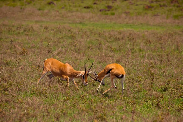 Deux Gazelles Mâles Grant Duel Sur Une Prairie Verte Dans — Photo