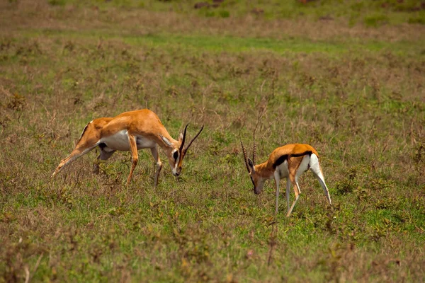 Deux Gazelles Mâles Grant Duel Sur Une Prairie Verte Dans — Photo