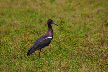 Abdim 'in Leyleği - Ciconia abdimii Beyaz Göbekli Leylek Ciconiiidae familyasından bir leylek