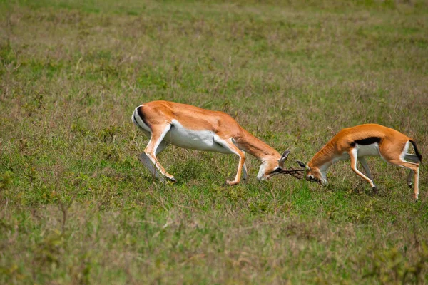 Twee Mannelijke Grant Gazelle Duelleren Een Groene Weide Hun Natuurlijke — Stockfoto