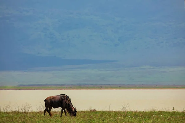 beautiful African landscape in Tanzania with trees and mountains and animals near the lake