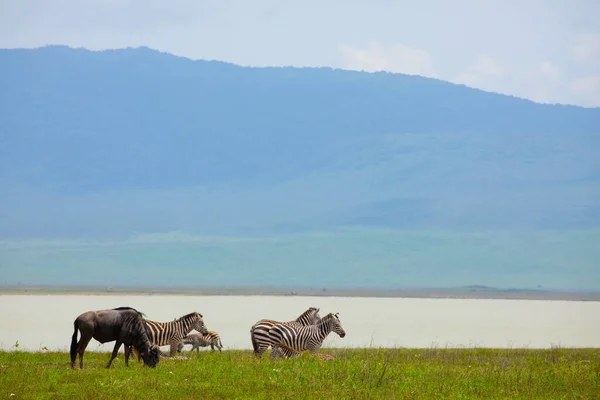 Krásná Africká Krajina Tanzanii Stromy Horami Zvířaty Blízkosti Jezera — Stock fotografie