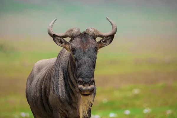 Wildebeest Biru Connochaetes Taurinus Wildebeest Umum Wildebeest Berjanggut Putih Atau — Stok Foto