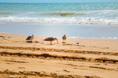 Okyanus dalgaları Güneş pirincine hücum ediyor