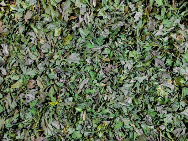 Makrofoto Von Grünen Getrockneten Und Gehackten Kerbelblättern Die Kleine Stücke — Stockfoto