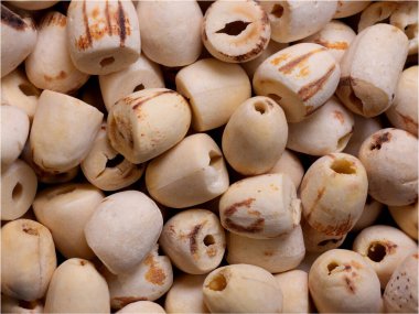 Hindistan 'dan gelen nilüfer tohumlarının makro filizini çok yakından büyütmüşler. İdeal yemek ve baharat nilüferinin geçmişi