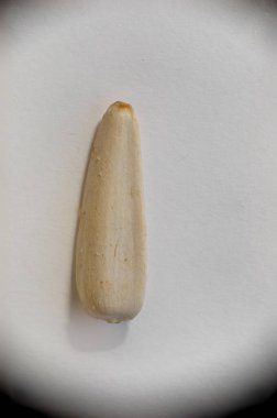 Türkiye 'den tuz getirilmiş uzun beyaz ayçiçeği tohumlarından oluşan süper makro çekim. Detaylı olarak. İdeal yemek ve baharat geçmişi