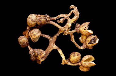 Süper makro, Endonezya ve yaban biberi kabuğunun yemek arkaplanını çekti.