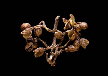 Süper makro, Endonezya ve yaban biberi kabuğunun yemek arkaplanını çekti.