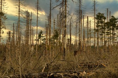 Güneşli bir günde, kozalaklı bir ormanda kurumuş ve kesilmiş ağaçlar ve bulutlu bir gökyüzü.