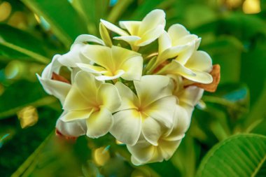 plumeria obtusa bulanık arkaplan üzerinde