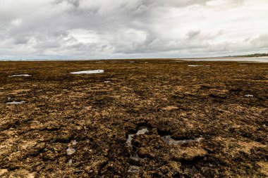 coral reef in the Indian Ocean near the shore at low tide. many marine organisms live in it