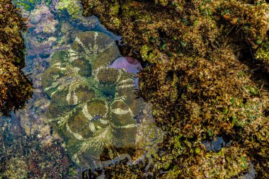 sea anemone in a coral reef, its natural habitat. Indian Ocean, Kenya