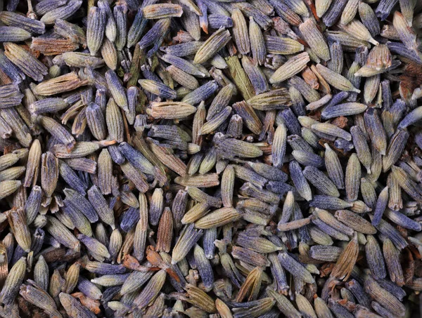 stock image Lavender pattern. Purple flowers viewed from above on a violet background. Top view