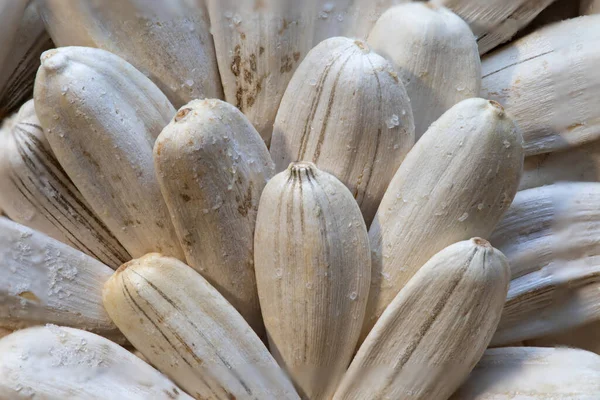 stock image super macro shot of long white sunflower seeds with salt on from Turkey very cloce in detail. Ideal food and spice background