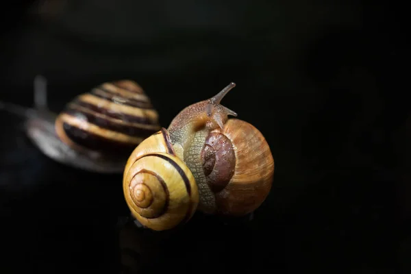 Many Small Multi Colored Live Snails Black Background — Stock Photo, Image