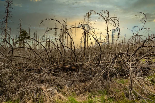 stock image dried and felled trees in a coniferous forest in early spring on a sunny day and a cloudy sky