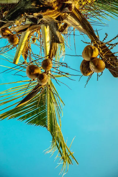 在非洲热带地区 在蓝天的映衬下 椰子树的顶部映衬着成熟的金椰子和绿色的大叶子 — 图库照片